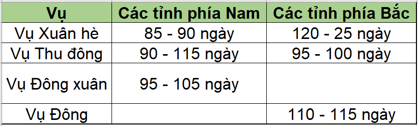 thời gian sinh trưởng của giống lvn61_1672130398.png